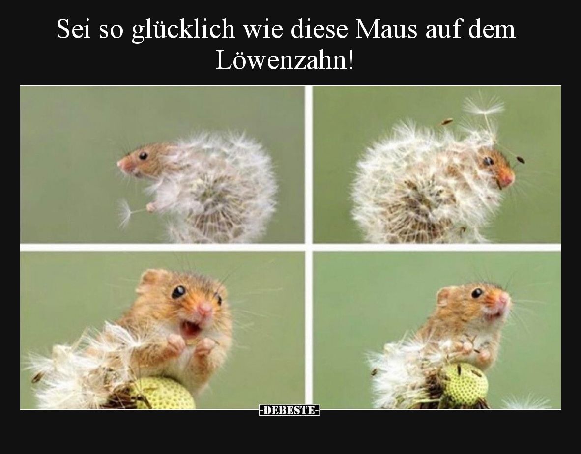 Sei so glücklich wie diese Maus auf dem Löwenzahn!
