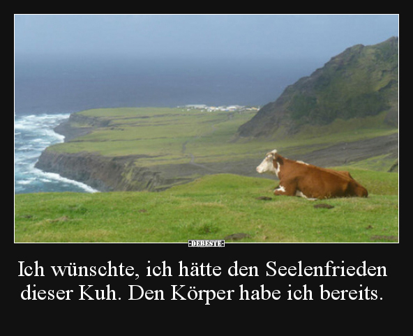 Ich wünschte, ich hätte den Seelenfrieden dieser Kuh. Den.. - Lustige Bilder | DEBESTE.de