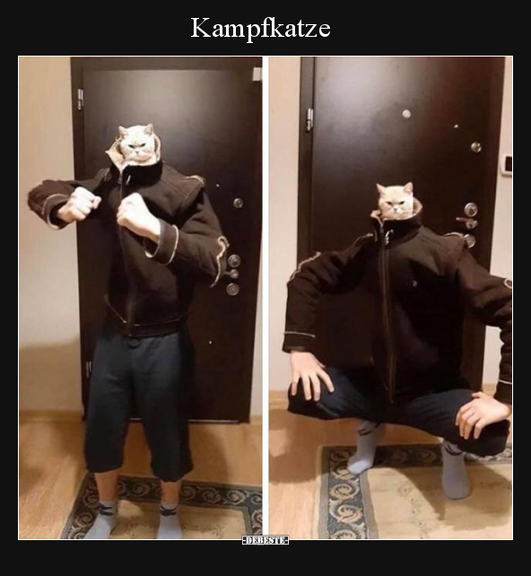 Kampfkatze.. - Lustige Bilder | DEBESTE.de