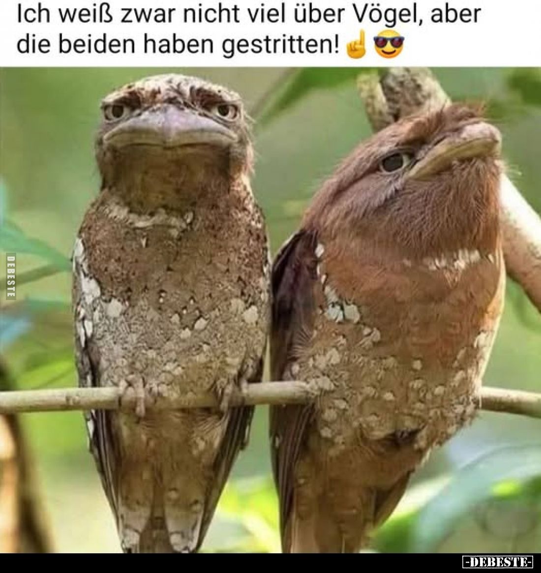 Ich weiß zwar nicht viel über Vögel, aber die beiden haben gestritten!