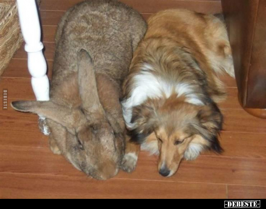  - Lustige Bilder | DEBESTE.de