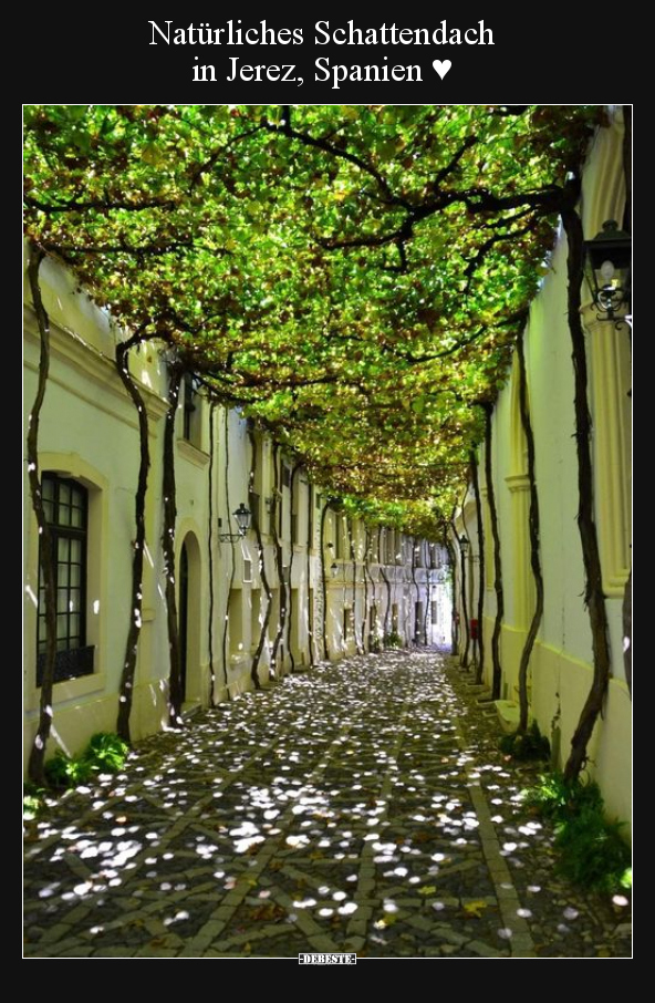Natürliches Schattendach in Jerez, Spanien ♥.. - Lustige Bilder | DEBESTE.de