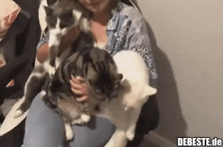 Und dann beginnt das Chaos..