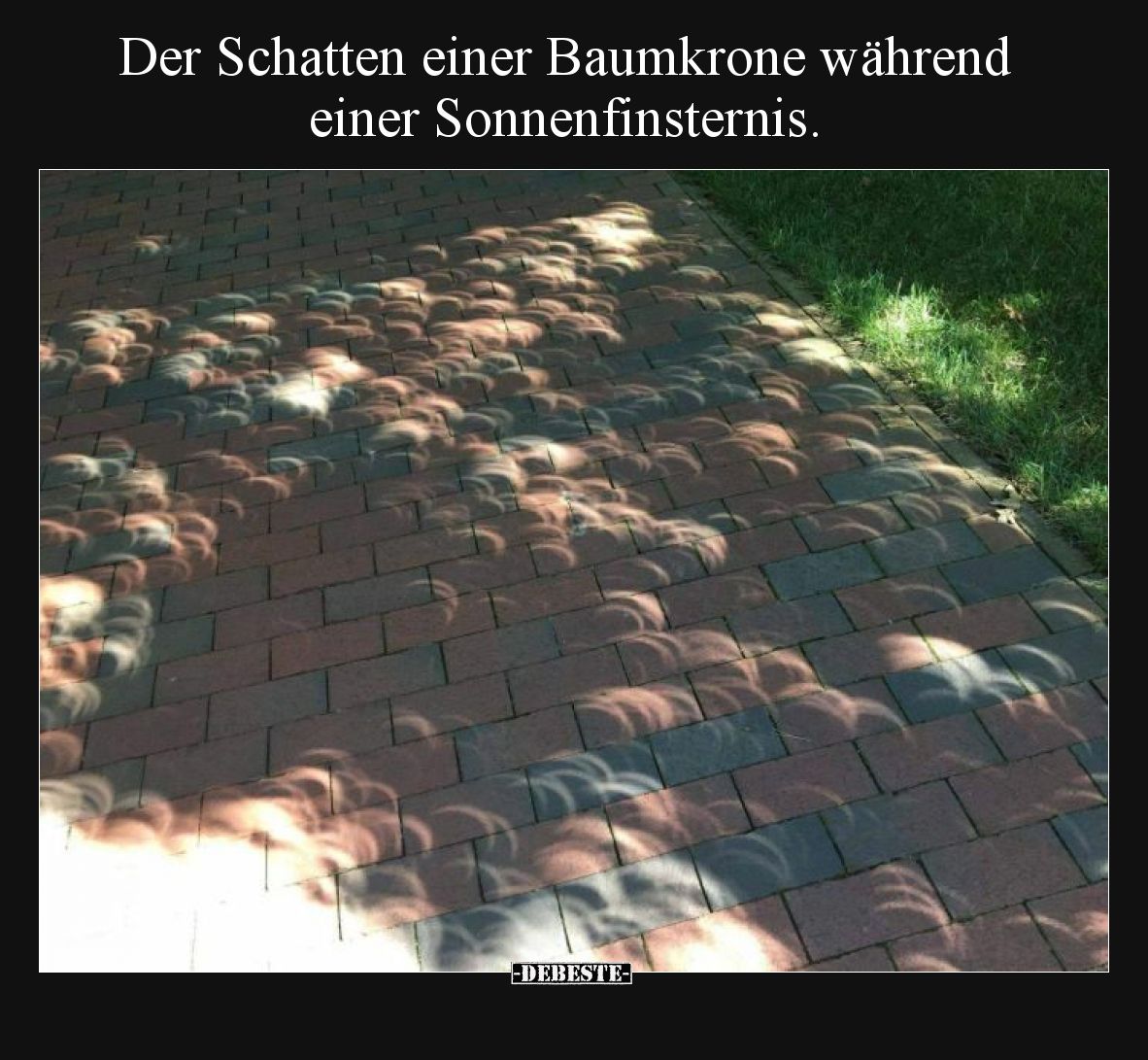 Der Schatten einer Baumkrone während einer Sonnenfinsternis.