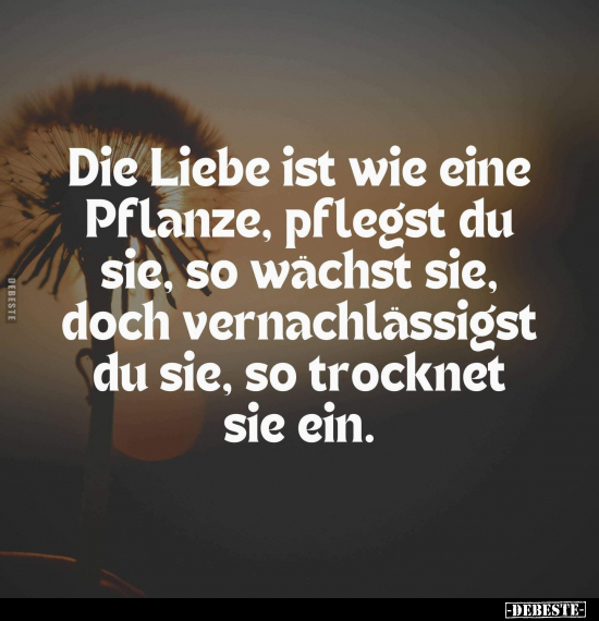 Die Liebe ist wie eine Pflanze, pflegst du sie, so wächst.. - Lustige Bilder | DEBESTE.de