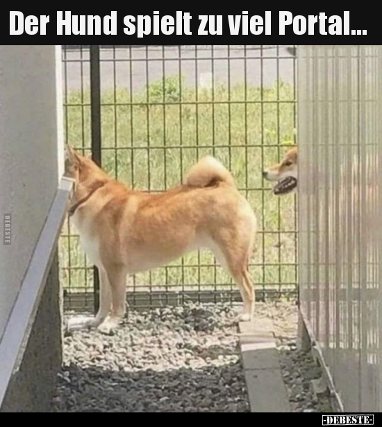 Der Hund spielt zu viel Portal... - Lustige Bilder | DEBESTE.de