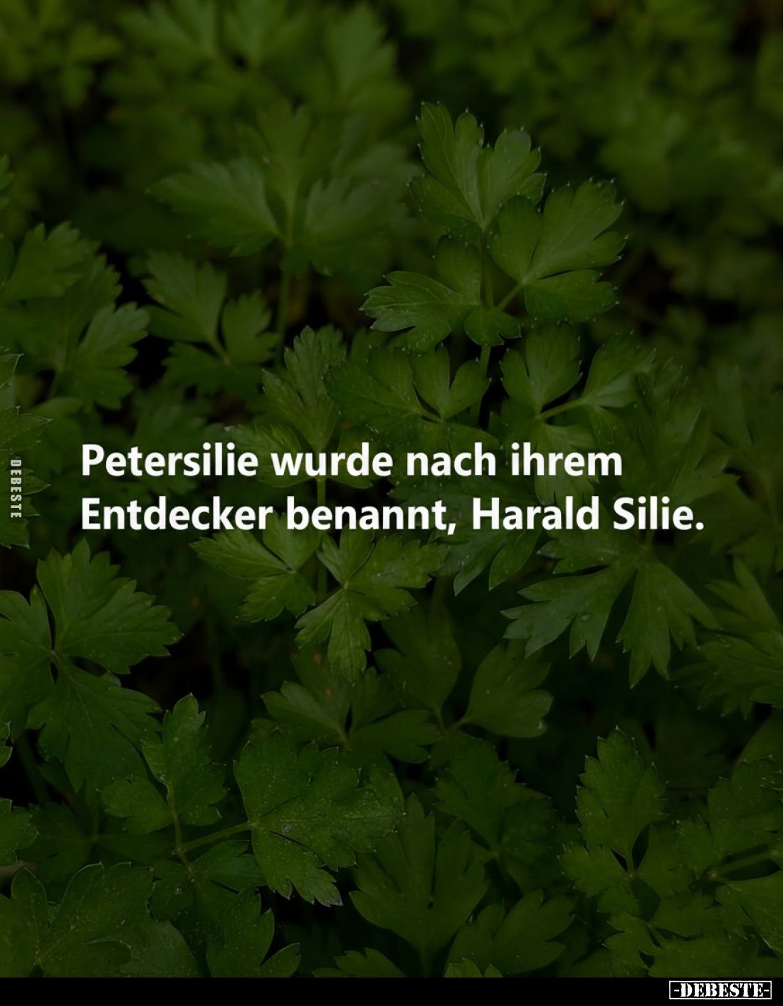 Petersilie wurde nach ihrem Entdecker benannt, Harald Silie.