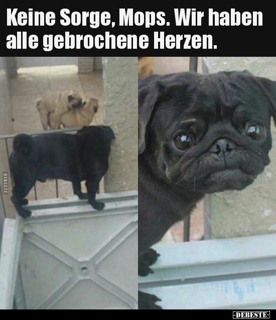 Keine Sorge, Mops. Wir haben alle gebrochene Herzen... - Lustige Bilder | DEBESTE.de