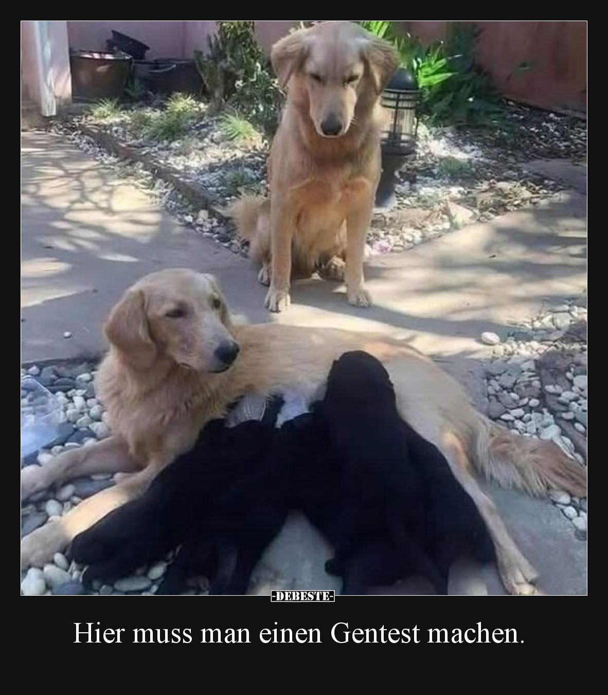 Hier muss man einen Gentest machen.