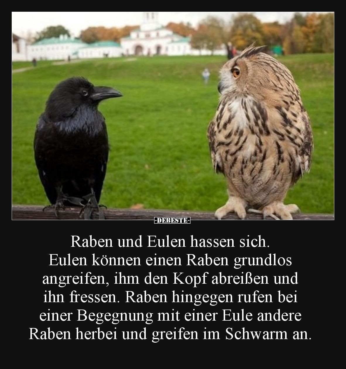 Raben und Eulen hassen sich. Eulen können einen Raben grundlos angreifen, ihm den Kopf abreißen und ihn fressen. Raben hingeg...