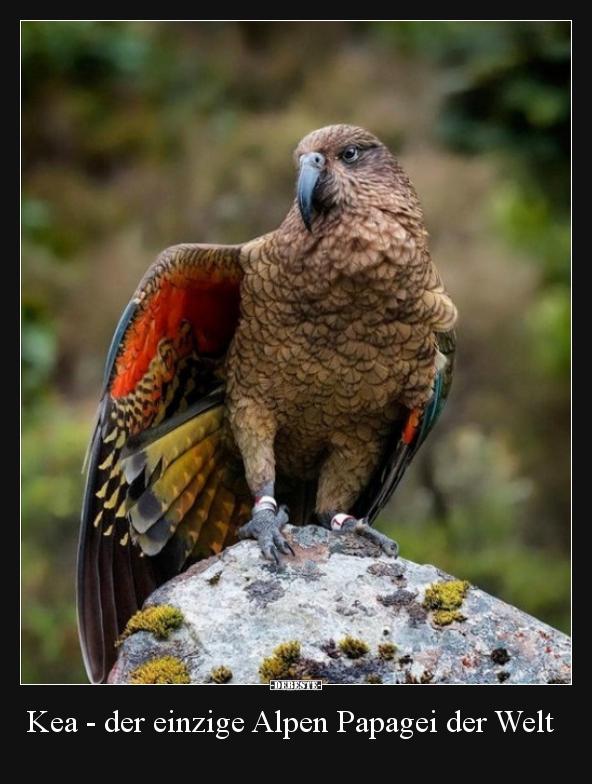 Kea - der einzige Alpen Papagei der Welt..