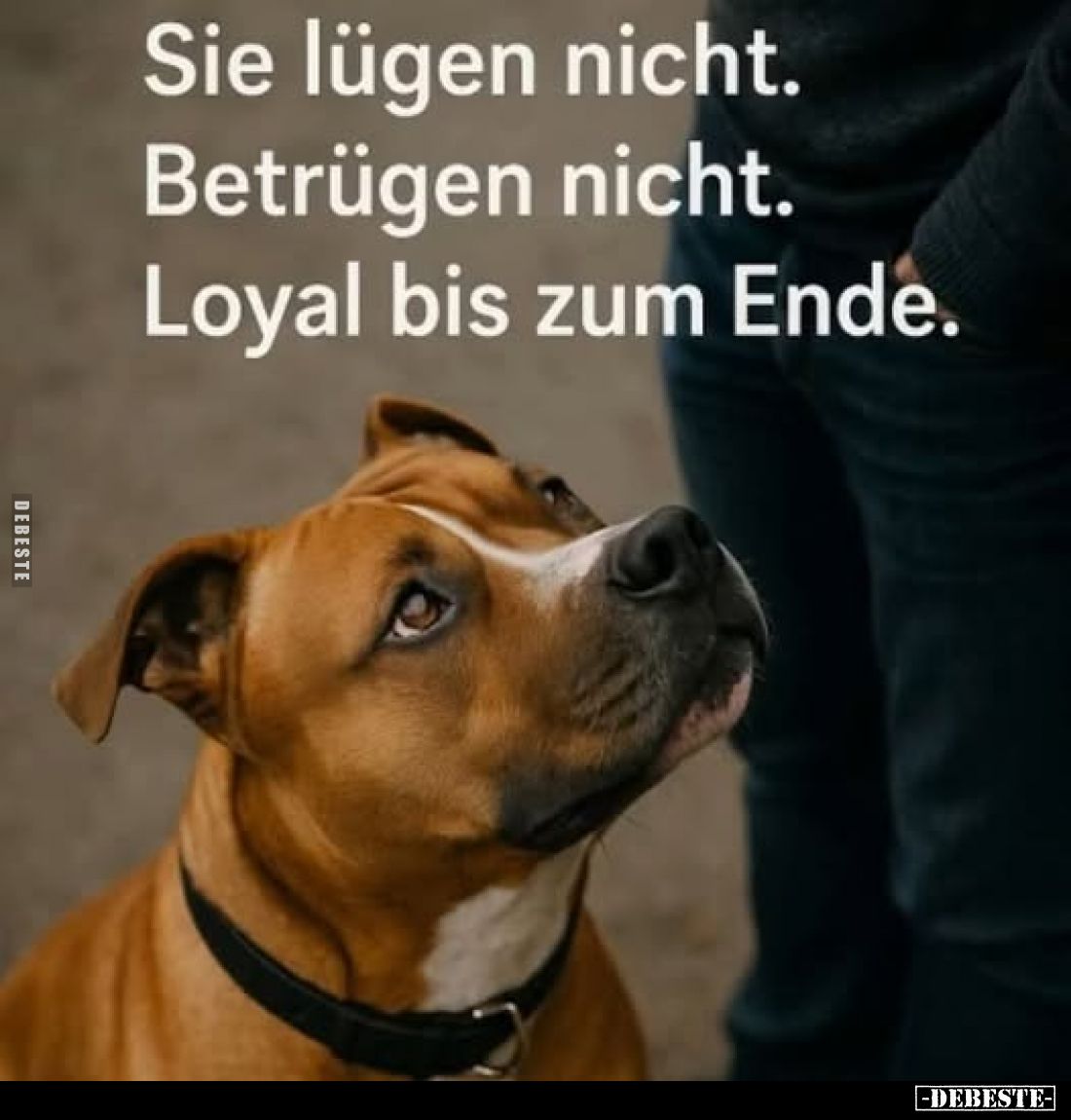 Sie lügen nicht.
Betrügen nicht.
Loyal bis zum Ende.