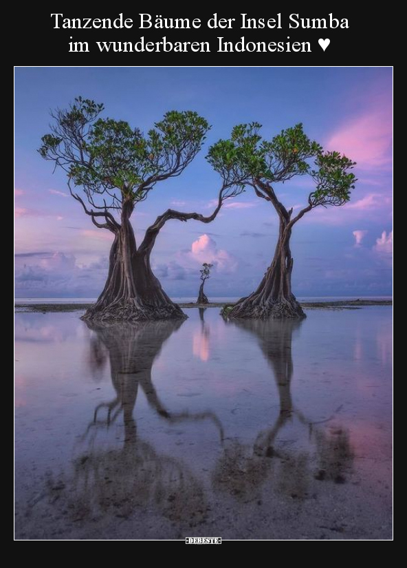 Tanzende Bäume der Insel Sumba im wunderbaren Indonesien.. - Lustige Bilder | DEBESTE.de