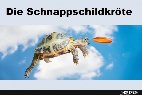 Die Schnappschildkröte - Lustige Bilder | DEBESTE.de