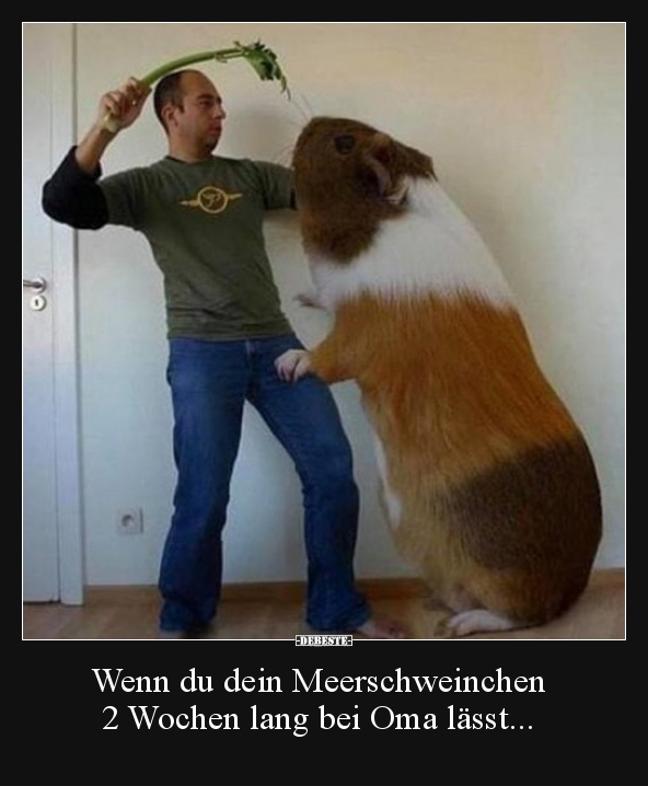 Wenn du dein Meerschweinchen 2 Wochen lang bei Oma.. - Lustige Bilder | DEBESTE.de