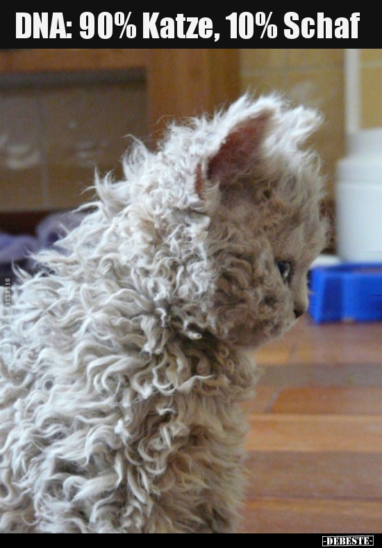 DNA: 90% Katze, 10% Schaf..