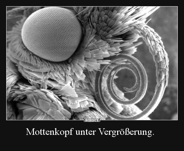 Mottenkopf unter Vergrößerung... - Lustige Bilder | DEBESTE.de