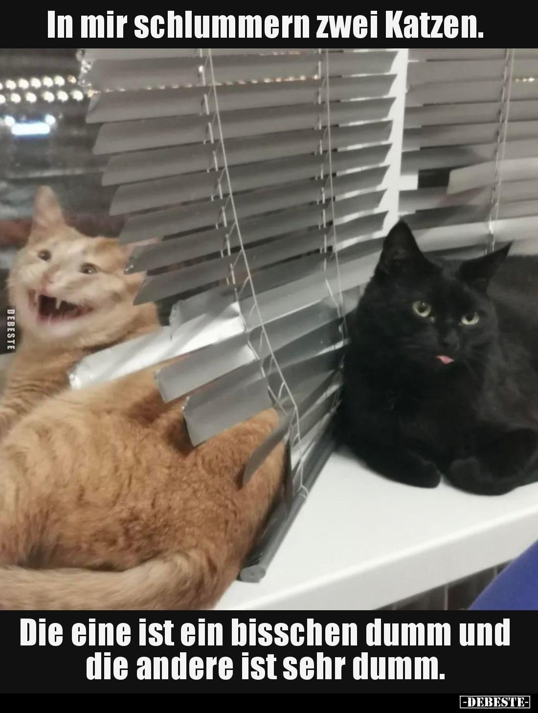 In mir schlummern zwei Katzen. 
Die eine ist ein bisschen dumm und die andere ist sehr dumm.