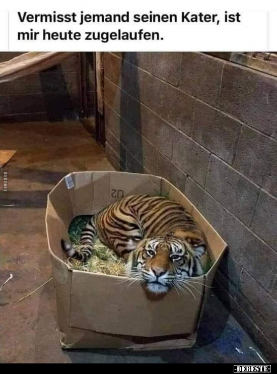 Vermisst jemand seinen Kater, ist mir heute zugelaufen...