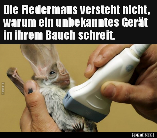 Die Fledermaus versteht nicht, warum ein unbekanntes Gerät.. - Lustige Bilder | DEBESTE.de