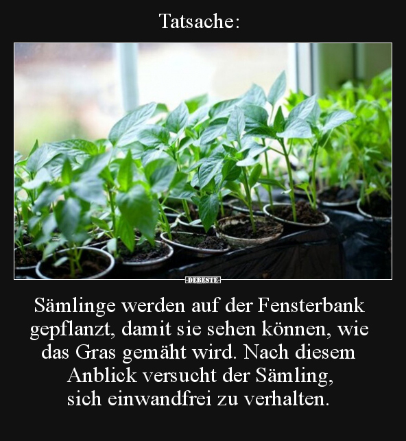 Tatsache: Sämlinge werden auf der Fensterbank gepflanzt.. - Lustige Bilder | DEBESTE.de