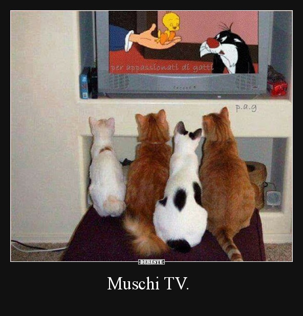 Muschi TV. - Lustige Bilder | DEBESTE.de