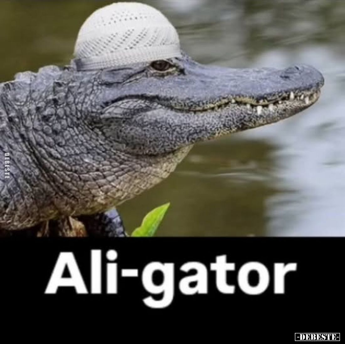Ali-gator.