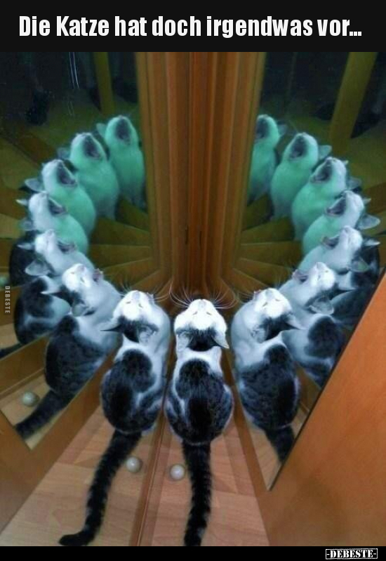Die Katze hat doch irgendwas vor...