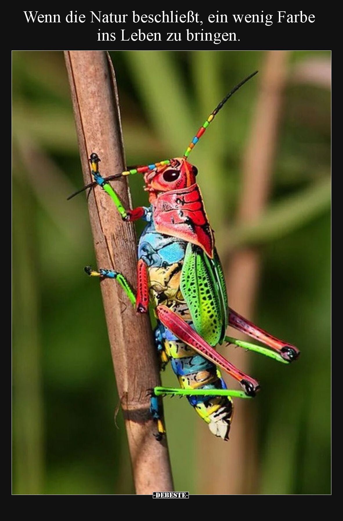 Wenn die Natur beschließt, ein wenig Farbe ins Leben zu bringen.