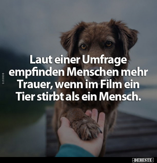 Menschen, Trauer, Wenn, Film, Tier