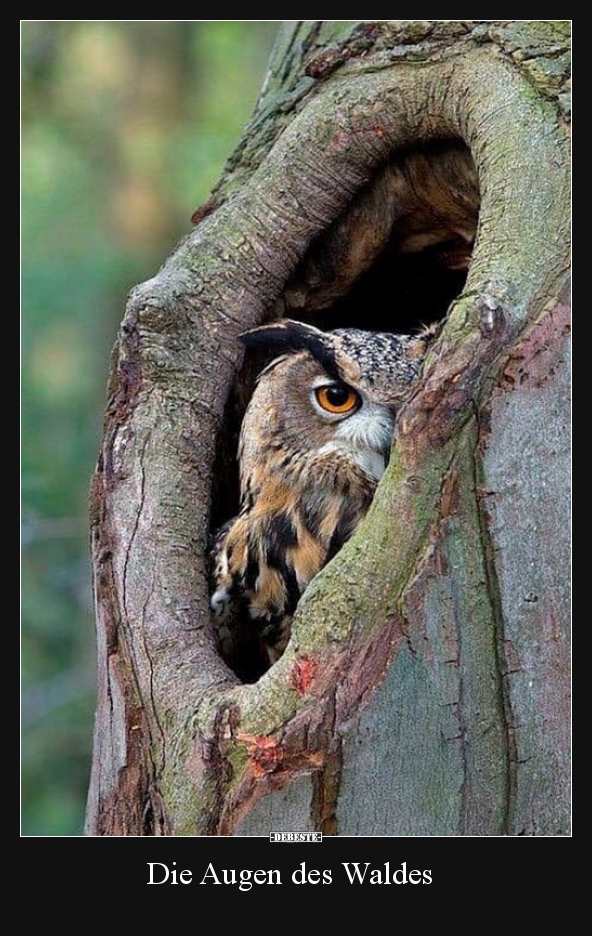 Die Augen des Waldes.. - Lustige Bilder | DEBESTE.de