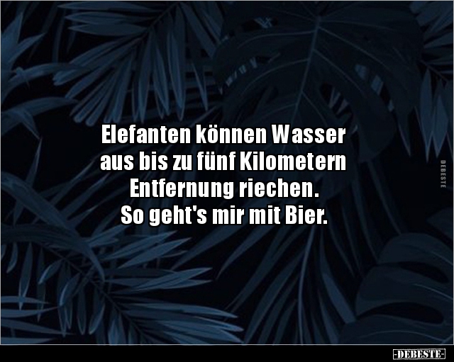 Elefanten können Wasser aus bis zu fünf Kilometern.. - Lustige Bilder | DEBESTE.de