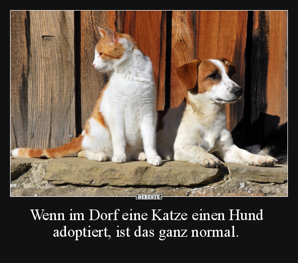 Wenn im Dorf eine Katze einen Hund adoptiert, ist das ganz.. - Lustige Bilder | DEBESTE.de