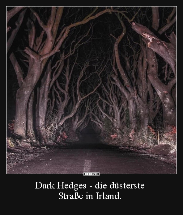 Dark Hedges - die düsterste Straße in Irland... - Lustige Bilder | DEBESTE.de