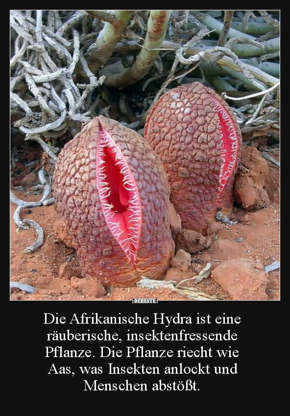 Die Afrikanische Hydra ist eine räuberische..