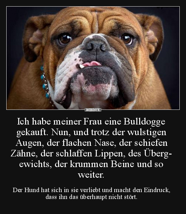 Ich habe meiner Frau eine Bulldogge gekauft... - Lustige Bilder | DEBESTE.de
