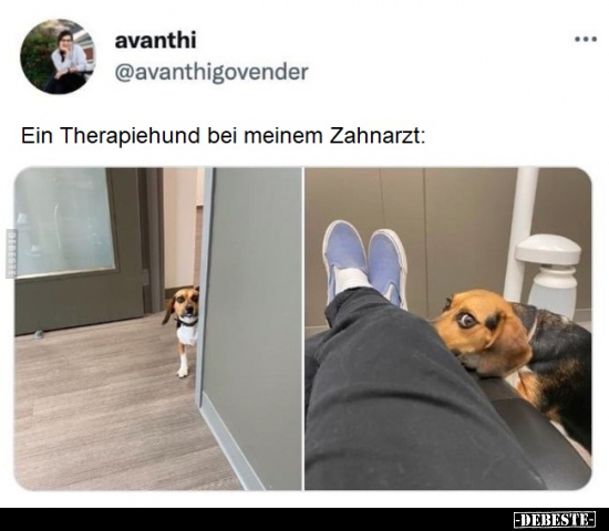 Ein Therapiehund bei meinem Zahnarzt.. - Lustige Bilder | DEBESTE.de