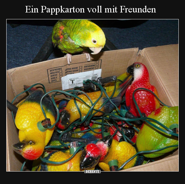 Ein Pappkarton voll mit Freunden.. - Lustige Bilder | DEBESTE.de