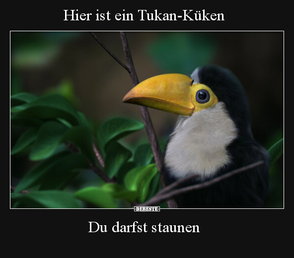 Hier ist ein Tukan-Küken.. - Lustige Bilder | DEBESTE.de