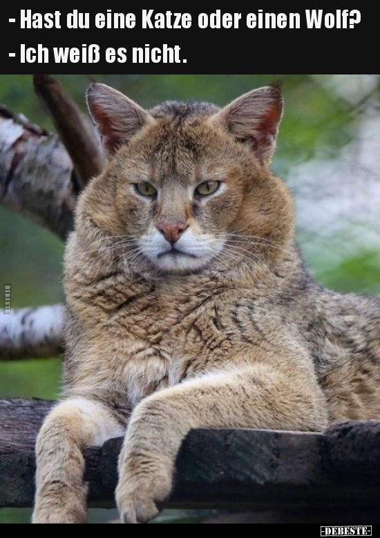 - Hast du eine Katze oder einen Wolf?... - Lustige Bilder | DEBESTE.de