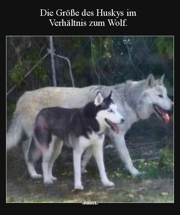 Die Größe des Huskys im Verhältnis zum Wolf... - Lustige Bilder | DEBESTE.de