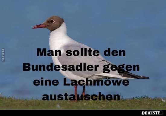 Man sollte den Bundesadler gegen eine Lachmöwe.. - Lustige Bilder | DEBESTE.de