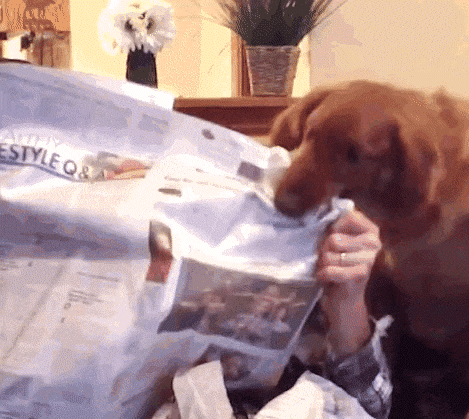 Wenn du deinen Hund ignorierst..