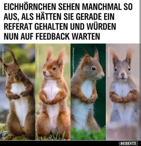 Eichhörnchen sehen manchmal so aus, als hätten sie gerade.. - Lustige Bilder | DEBESTE.de