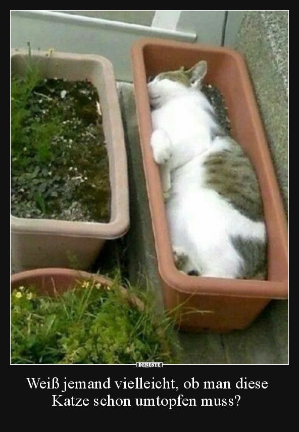Weiß jemand vielleicht, ob man diese Katze schon umtopfen..