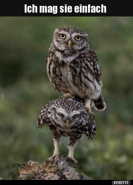 Ich mag sie einfach..
