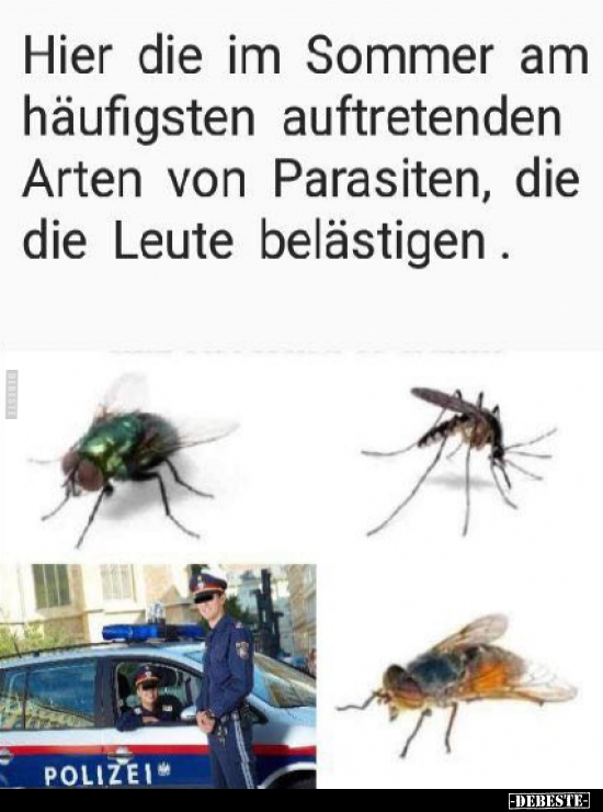 Hier die im Sommer am häufigsten auftretenden Arten von..