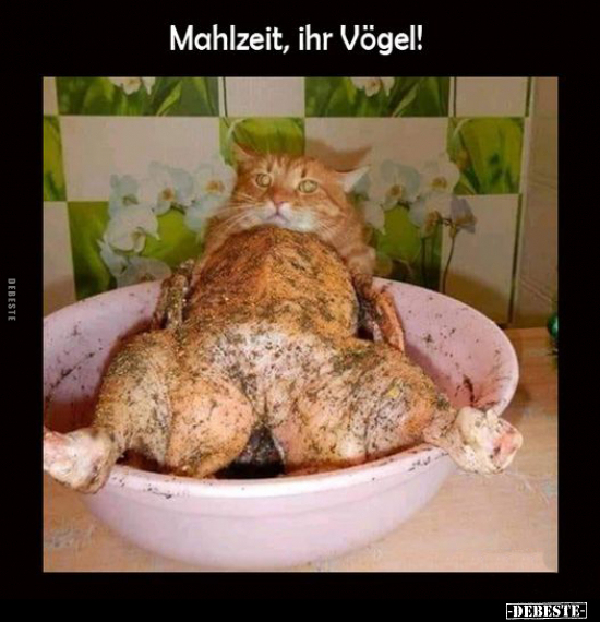 Mahlzeit, ihr Vögel!.. - Lustige Bilder | DEBESTE.de