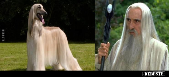  - Lustige Bilder | DEBESTE.de