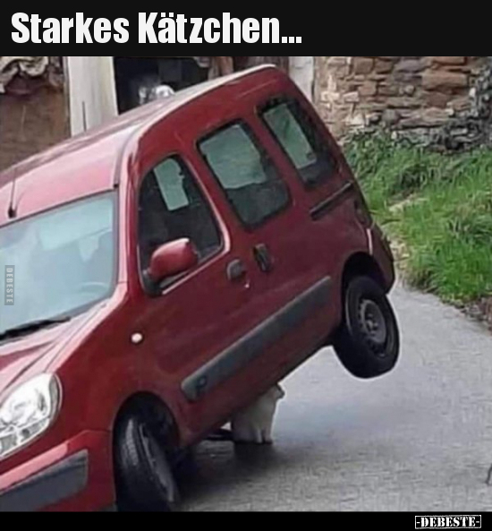 Starkes Kätzchen...